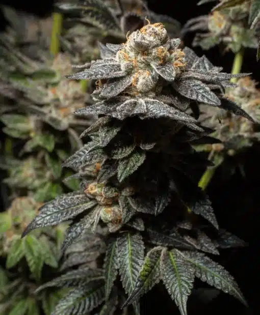 Cookie Monster Feminized Cannabis Seeds | Cookie Monster Strain | The Seed Fair