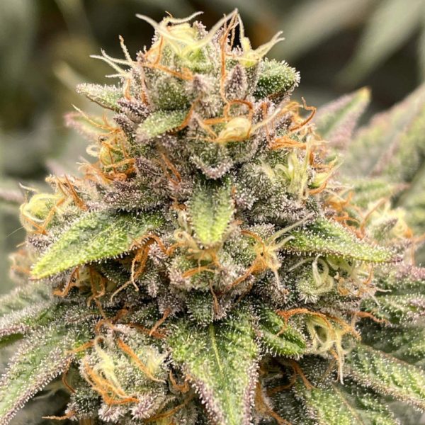 Copper Kush Feminized Seeds | The Seed Fair