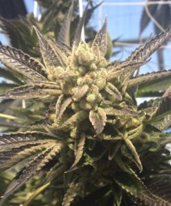 Cornbread Feminized Cannabis Seeds | Cornbread Strain | The Seed Fair