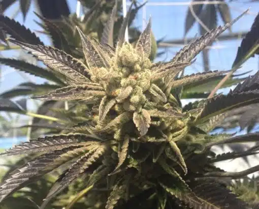 Cornbread Feminized Cannabis Seeds | Cornbread Strain | The Seed Fair