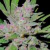 Cracker Jack Feminized Cannabis Seeds | Cracker Jack Strain | The Seed Fair