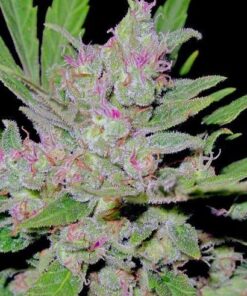 Cracker Jack Feminized Cannabis Seeds | Cracker Jack Strain | The Seed Fair