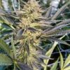 Critical Plus Feminized Cannabis Seeds | Critical Plus Strain | The Seed Fair