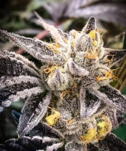 Cuvee Feminized Cannabis Seeds | Curvee Strain | The Seed Fair