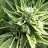 Dakini Kush Feminized Cannabis Seeds | Dakini Kush Strain | The Seed Fair