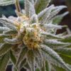 Danky Doodle Feminized Cannabis Seeds | Danky Doodle Strain | The Seed Fair