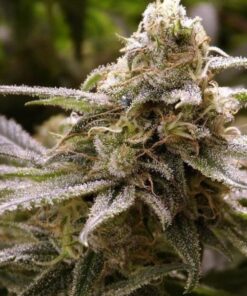 Deadhead OG Feminized Cannabis Seeds | Deadhead OG Strain | The Seed Fair