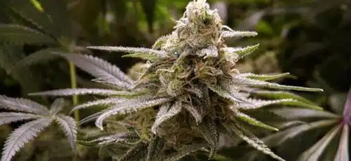 Deadhead OG Feminized Cannabis Seeds | Deadhead OG Strain | The Seed Fair
