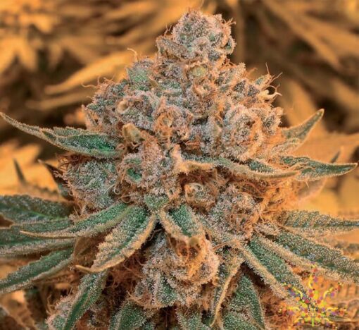 Denver Maple Feminized Cannabis Seeds | Denver Maple Strain | The Seed Fair