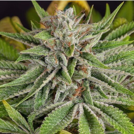 Diamond Valley Kush Feminized Cannabis Seeds | Diamond Valley Strain | The Seed Fair