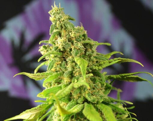 Digweed Feminized Cannabis Seeds | Digweed Strain | The Seed Fair