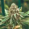 Dirty Girl Feminized Cannabis Seeds | Dirty Girl Strain | The Seed Fair