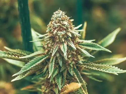 Dirty Girl Feminized Cannabis Seeds | Dirty Girl Strain | The Seed Fair