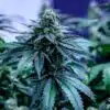 Disney Blue Feminized Cannabis Seeds | Disney Blue Strain | The Seed Fair