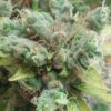 Dorit Feminized Cannabis Seeds | Dorit Strain | The Seed Fair