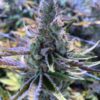 Dr. Funk Feminized Cannabis Seeds | Dr. Funk Strain | The Seed Fair