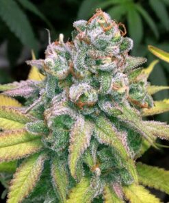 Dream Police Feminized Cannabis Seeds | Dream Police Strain | The Seed Fair