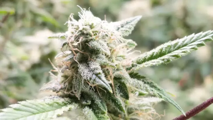 5th Element Feminized Cannabis Seeds | 5th Element Strain | The Seed Fair