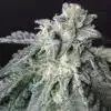 A-10 Feminized Cannabis Seeds | A-10 Feminized Strain | The Seed Fair