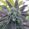Bluniverse Feminized Cannabis Seeds | Bluniverse Strain | The Seed Fair