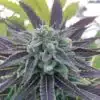 Bluniverse Feminized Cannabis Seeds | Bluniverse Strain | The Seed Fair