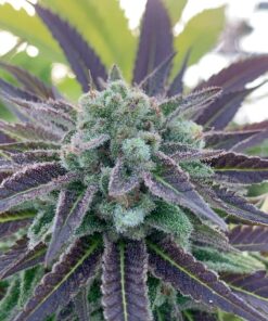 Bluniverse Feminized Cannabis Seeds | Bluniverse Strain | The Seed Fair