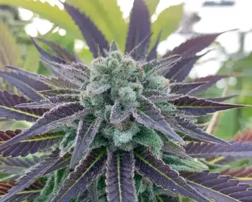 Bluniverse Graines de cannabis féminisées | Bluniverse Strain | The Seed Fair