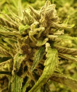 Doobiebird Daydream Feminized Cannabis Seeds | Doobiebird Daydream | The Seed Fair