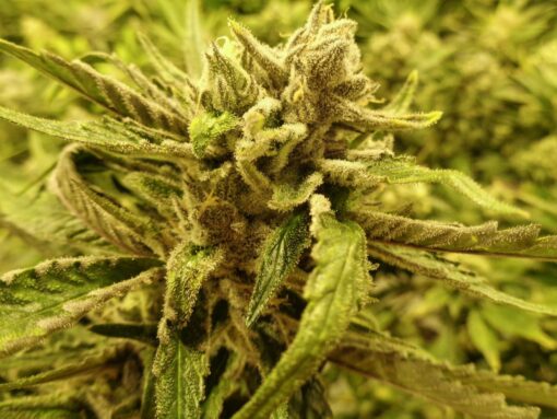 Doobiebird Daydream Feminized Cannabis Seeds | Doobiebird Daydream | The Seed Fair