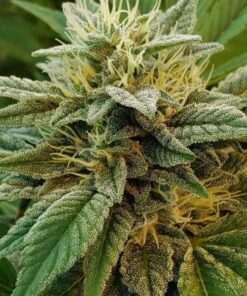 A-Train Feminized Cannabis Seeds | A-Train Feminized Strain | The Seed Fair