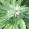 Ace Killer OG Feminized Cannabis Seeds | Ace Killer Strain | The Seed Fair