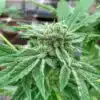 Afghan Big Bud Feminized Cannabis Seeds | Afghan Big Strain | The Seed Fair