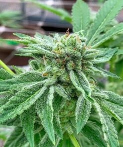 Afghan Big Bud Feminized Cannabis Seeds | Afghan Big Strain | The Seed Fair