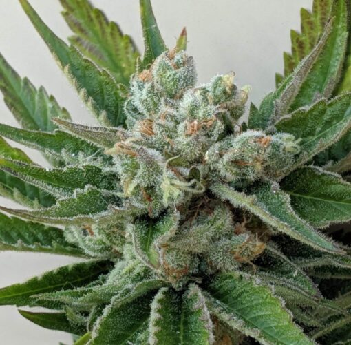 Afwreck Feminized Cannabis Seeds | Afwreck Feminized Strain | The Seed Fair