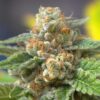 Agent Orange Feminized Cannabis Seeds | Agent Orange Strain | The Seed Fair