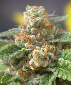 Agent Orange Feminized Cannabis Seeds | Agent Orange Strain | The Seed Fair
