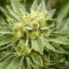 Alaskan Ice Feminized Cannabis Seeds | Alaskan Ice Strain | The Seed Fair
