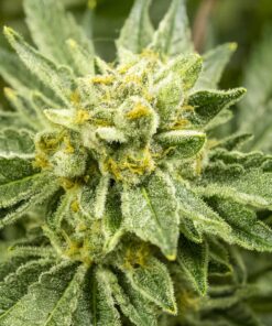 Alaskan Ice Feminized Cannabis Seeds | Alaskan Ice Strain | The Seed Fair