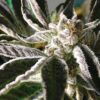 Alien Dawg Feminized Cannabis Seeds | Alien Dawg Strain | The Seed Fair