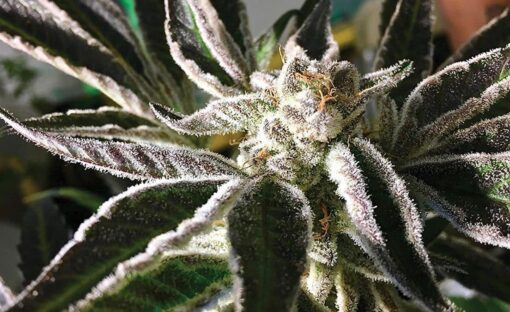 Alien Dawg Feminized Cannabis Seeds | Alien Dawg Strain | The Seed Fair