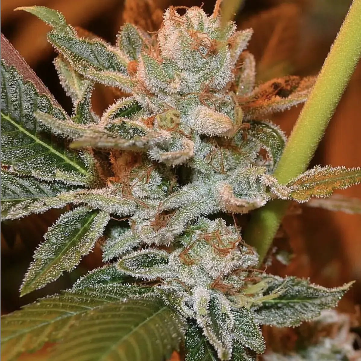 Alien Kush Feminized Cannabis Seeds | Alien Kush Strain | The Seed Fair | The Seed Fair Alien Kush Feminized Cannabis Seeds | Alien Kush Strain | The Seed Fair