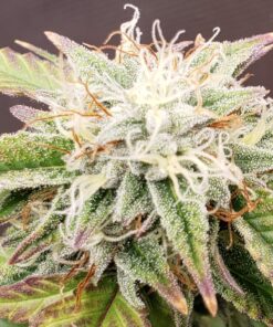 Alien Rock Candy Feminized Cannabis Seeds | Alien Rock Strain | The Seed Fair