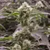 Allen Wrench Feminized Cannabis Seeds | Allen Wrench Strain | The Seed Fair