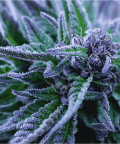Alpha Blue Feminized Cannabis Seeds | Alpha Blue Strain | The Seed Fair