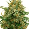Alpine Star Feminized Cannabis Seeds | Alpine Star Strain | The Seed Fair