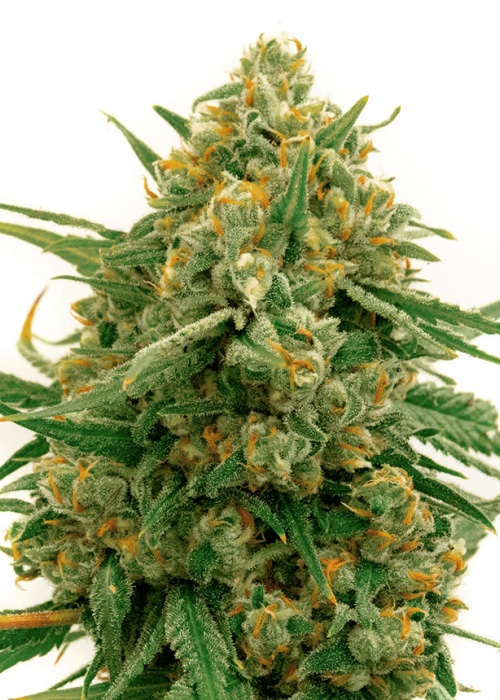 Alpine Star Feminized Cannabis Seeds | Alpine Star Strain | The Seed Fair