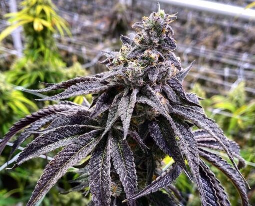 Ambrosia Feminized Cannabis Seeds | Ambrosia Feminized Strain | The Seed Fair