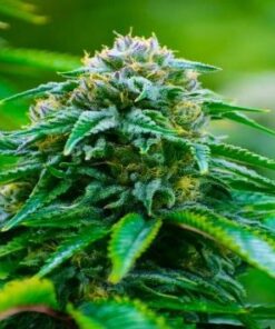 Americano Feminized Cannabis Seeds | Americano Feminized Strain | The Seed Fair