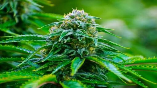 Americano Feminized Cannabis Seeds | Americano Feminized Strain | The Seed Fair