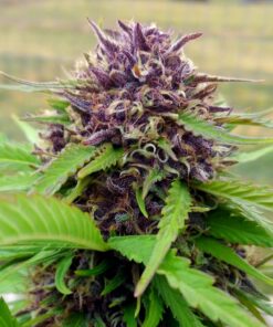 Amethyst Feminized Cannabis Seeds | Amethyst Feminized Strain | The Seed Fair